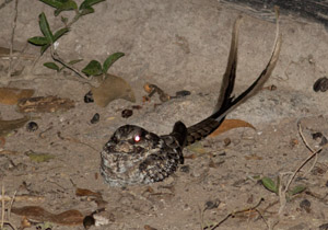 nightjar